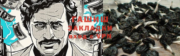 прущие грибы Армянск